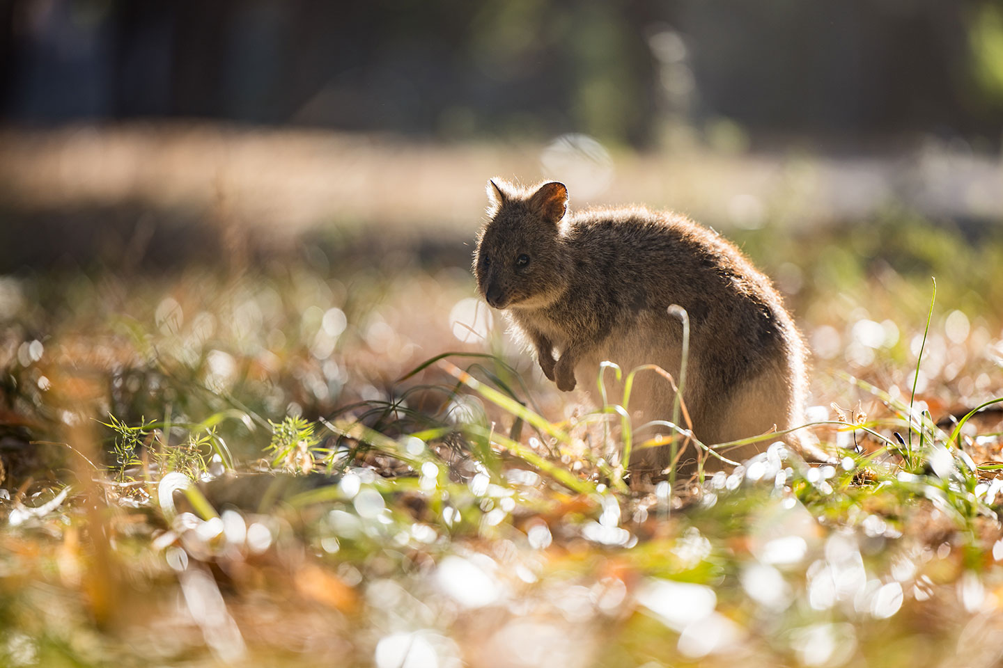 Quokka on Rottnest Island