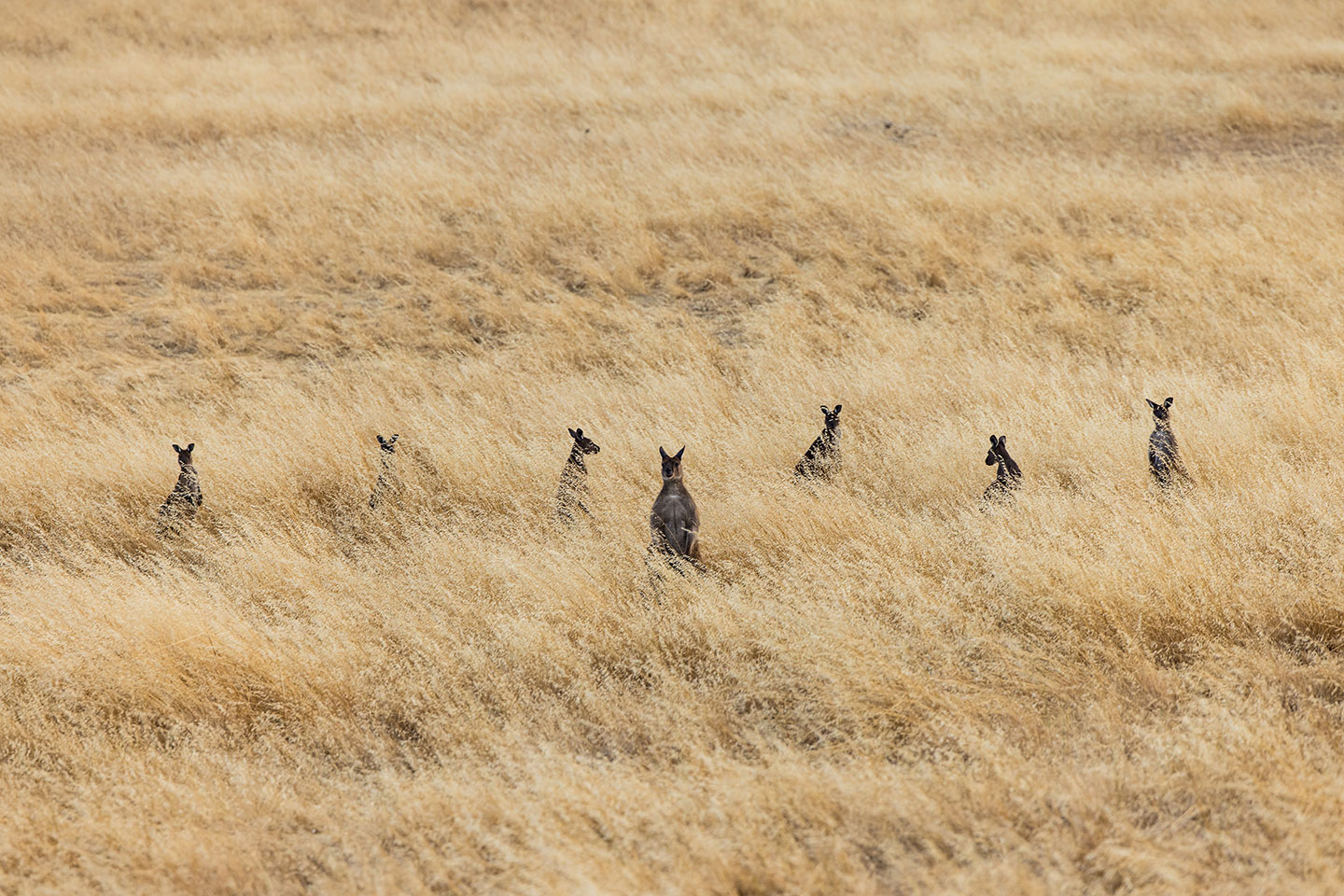 Kangaroos in the tall grass at Stokes Bay, Kangaroo Island