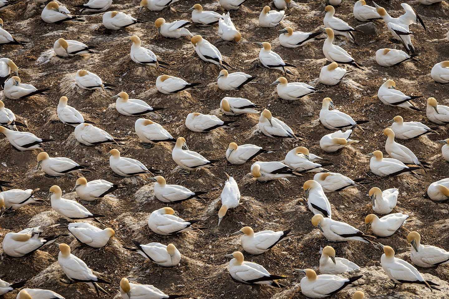 Muriwai, New Zealand Nesting gannets at the colony near Muriwai, New Zealand