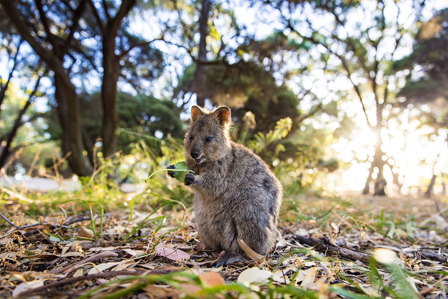 Quokka smiling for the camera on Rottnest Island