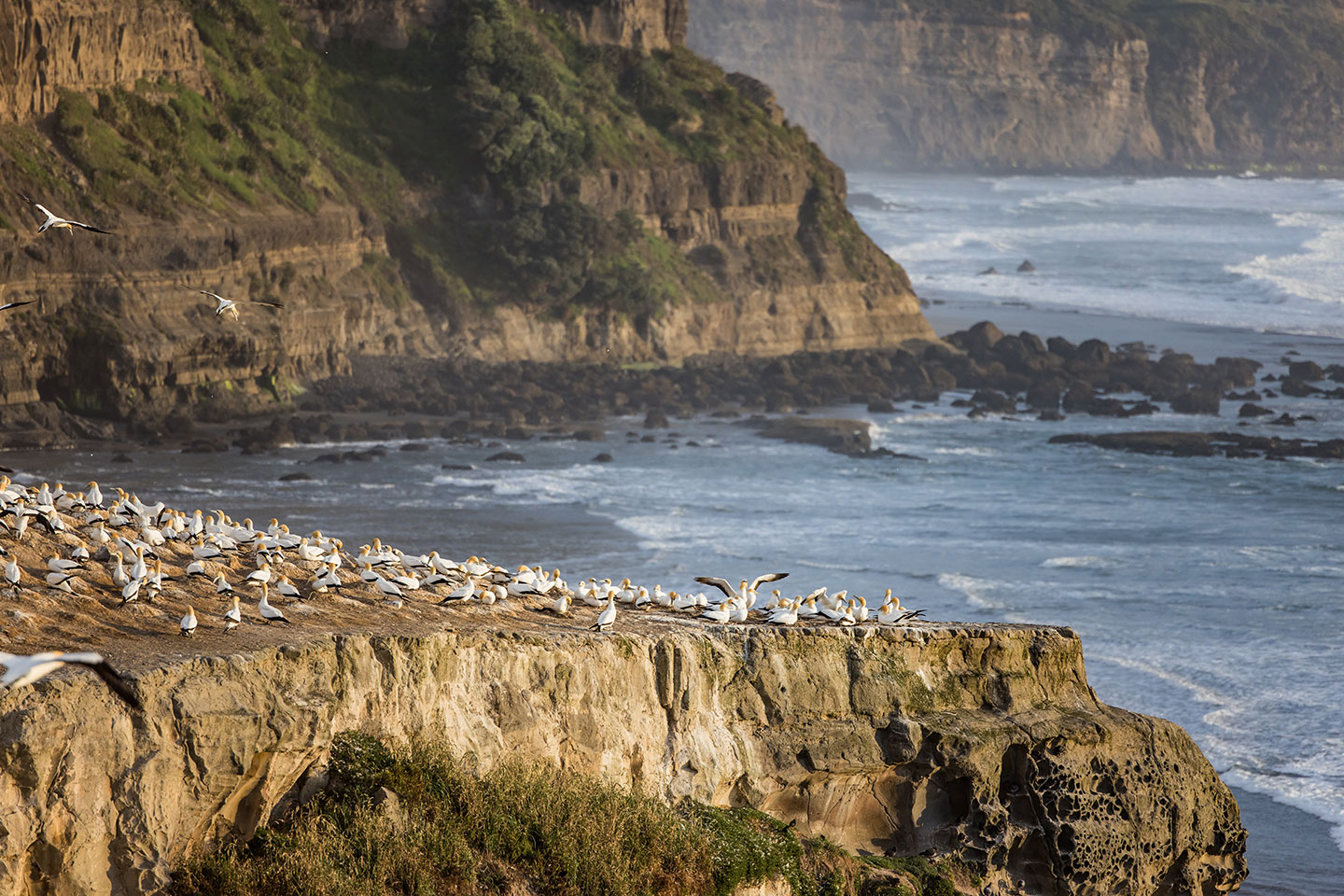 Muriwai, New Zealand Gannet colony near the cliffs of Muriwai, New Zealand