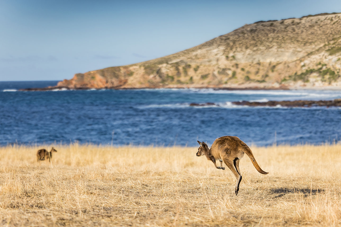 Kangaroos hopping along the beach at Stokes Bay, Kangaroo Island