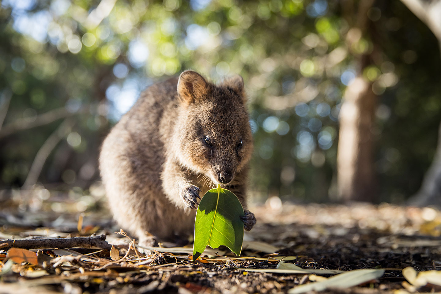 Quokka eating a leaf on Rottnest Island