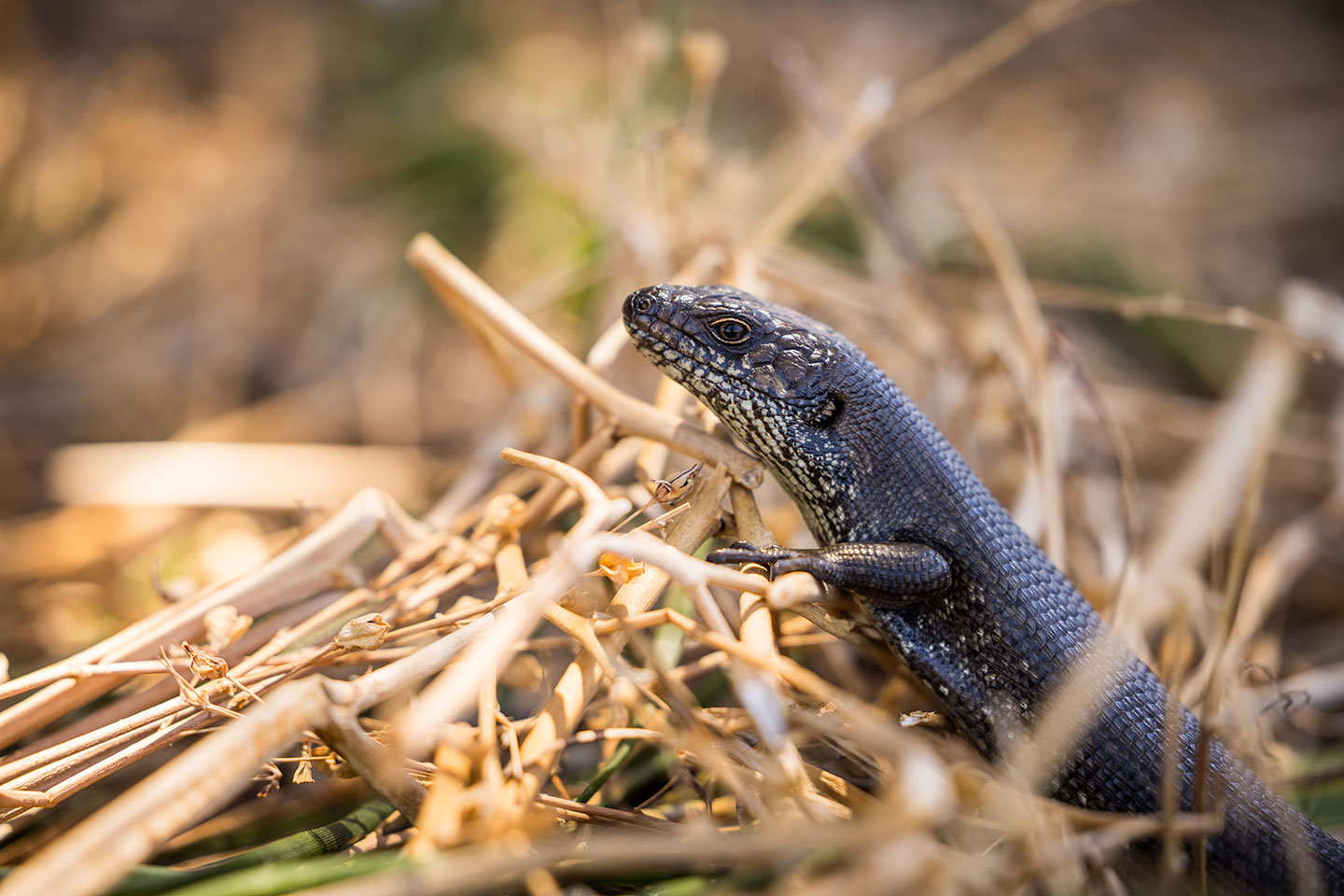 A small lizard in Wilsons Promontory National Park