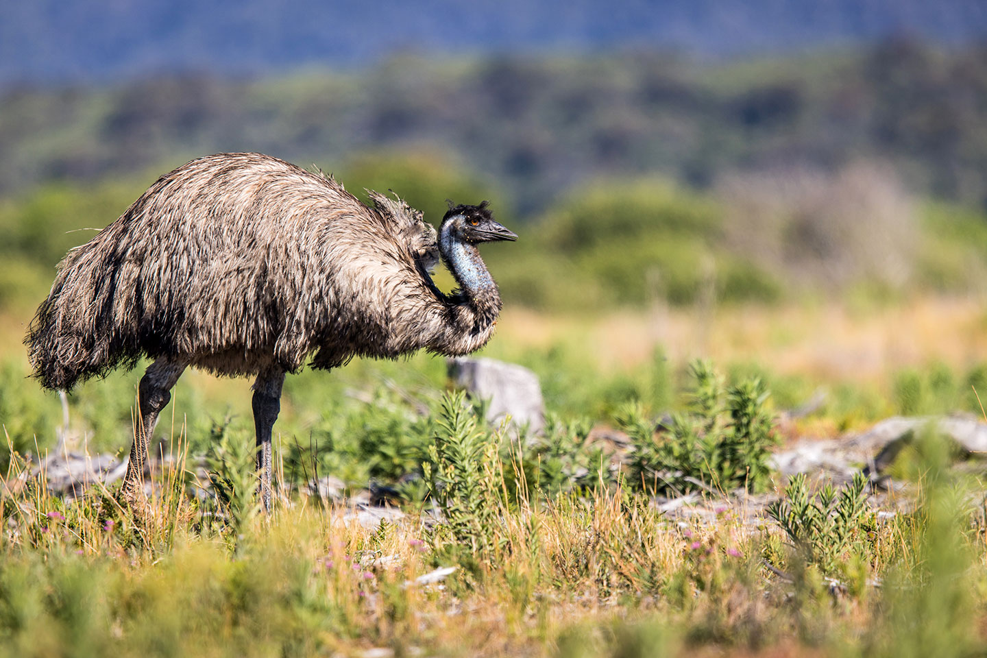 Wild emu in Wilsons Promontory National Park