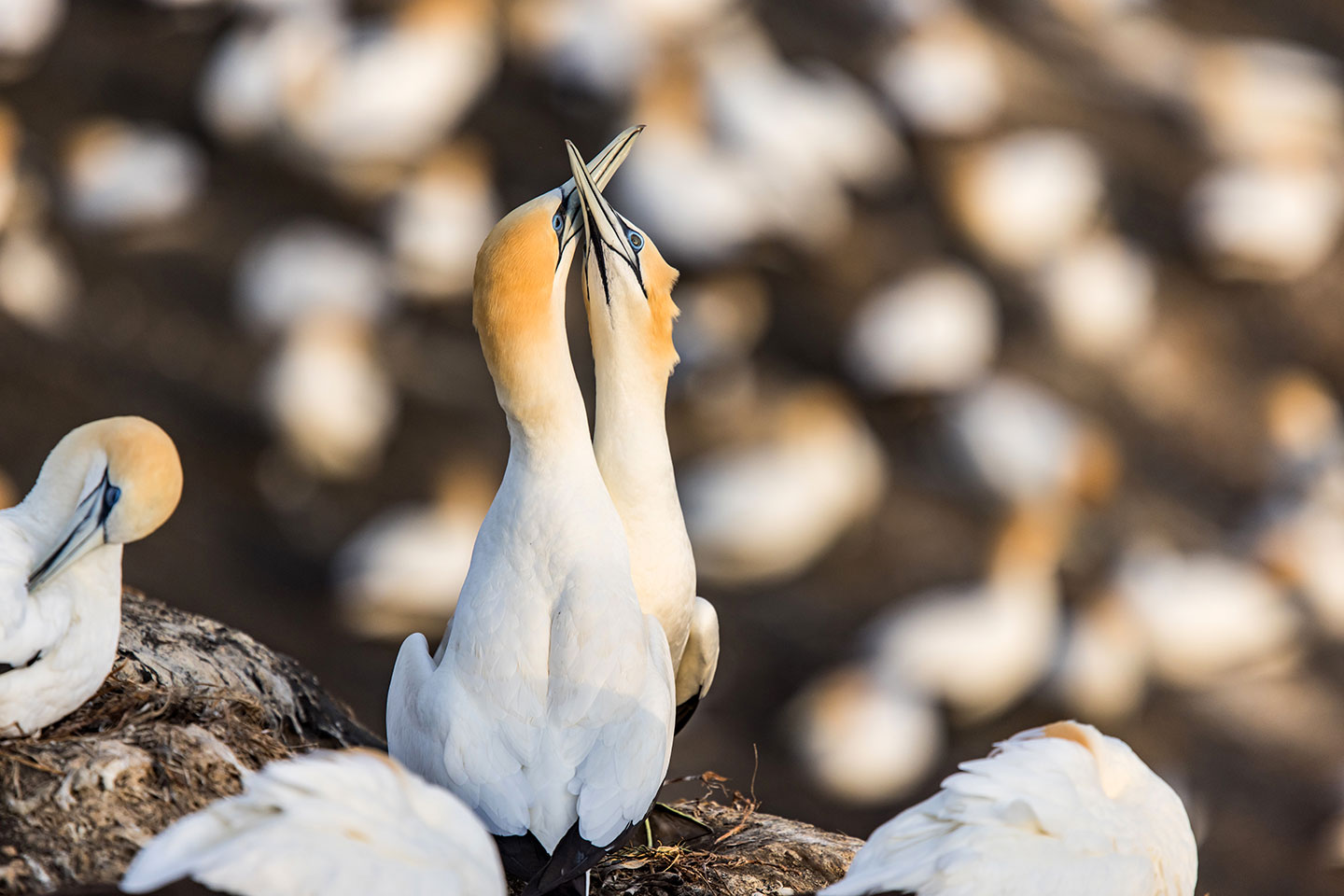 Muriwai, New Zealand Gannets doing a mating dance near Muriwai, New Zealand