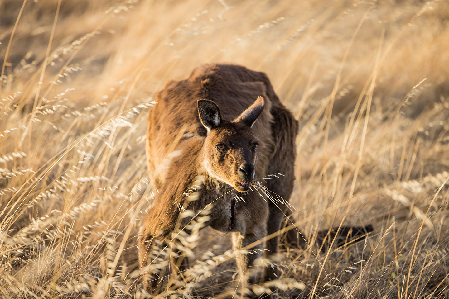Kangaroo eating grass on Kangaroo Island
