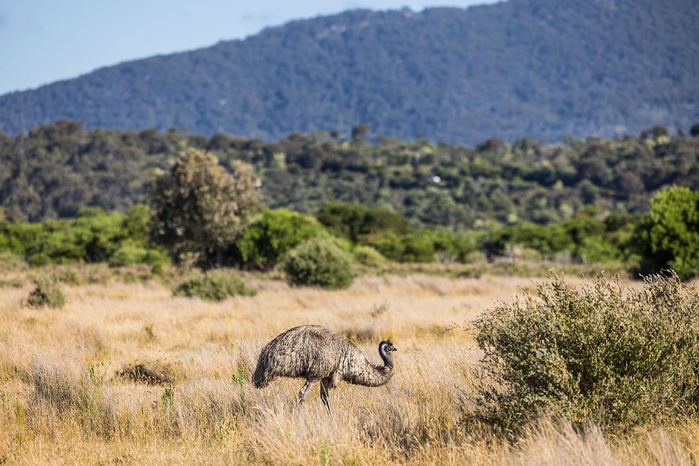 Emu seen on the nature walk in Wilsons Promontory National Park