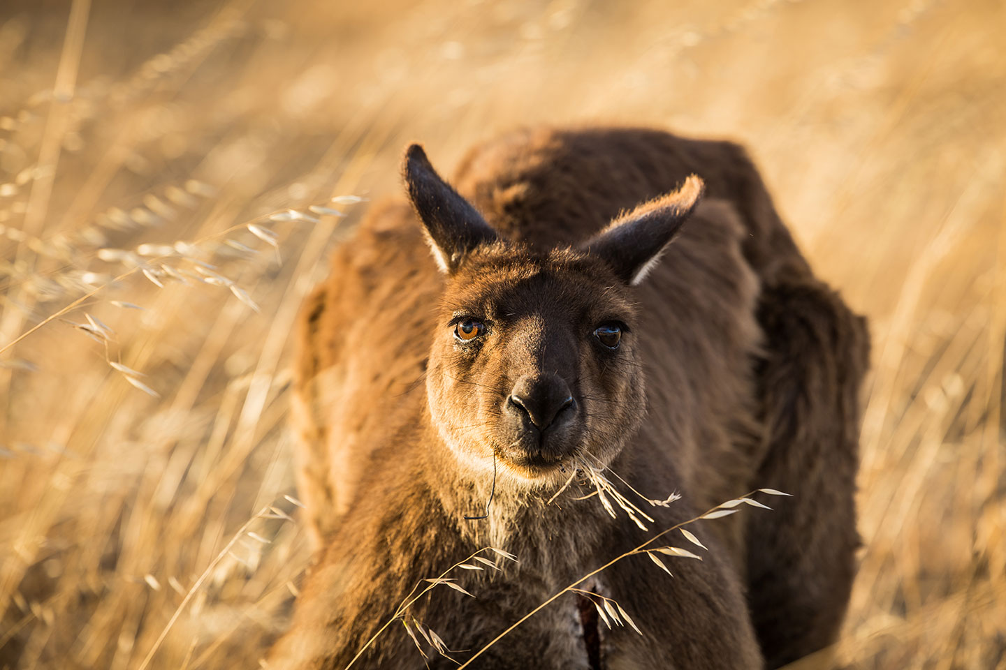 Close-up of a kangaroo at Stokes Bay, Kangaroo Island