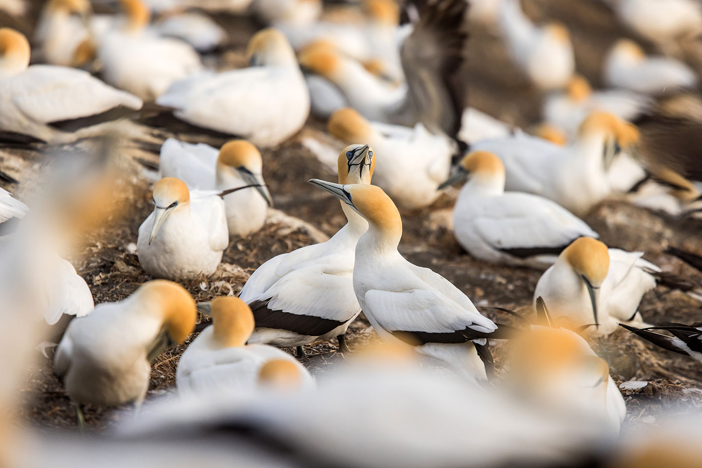 Muriwai, New Zealand Close-up of gannets at the gannet colony of Muriwai, New Zealand