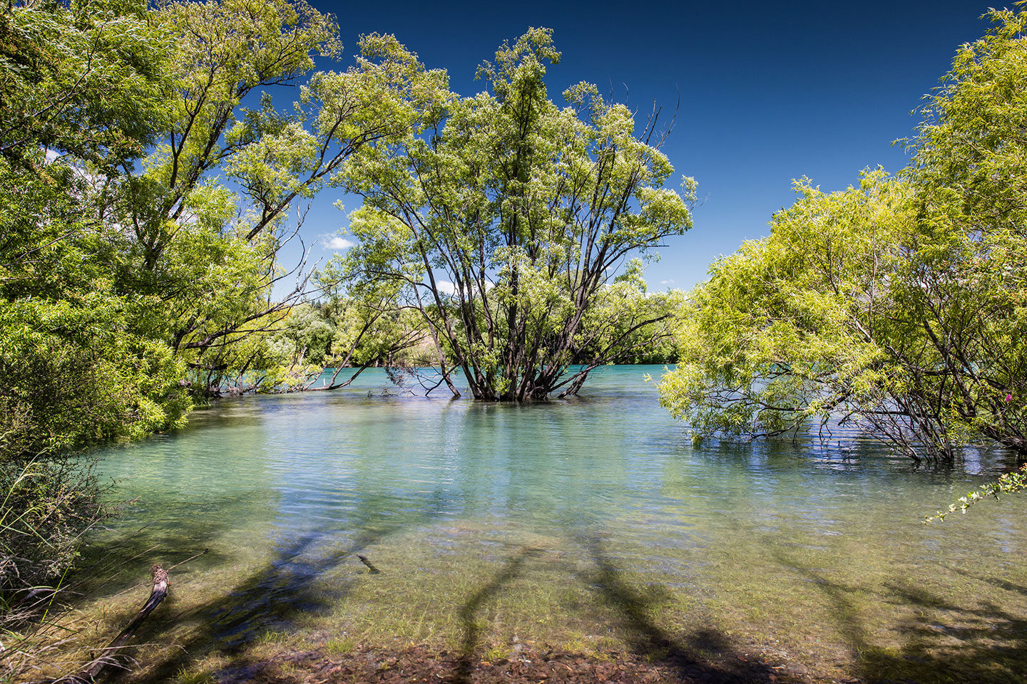 Wānaka Trees in the water near Wānaka