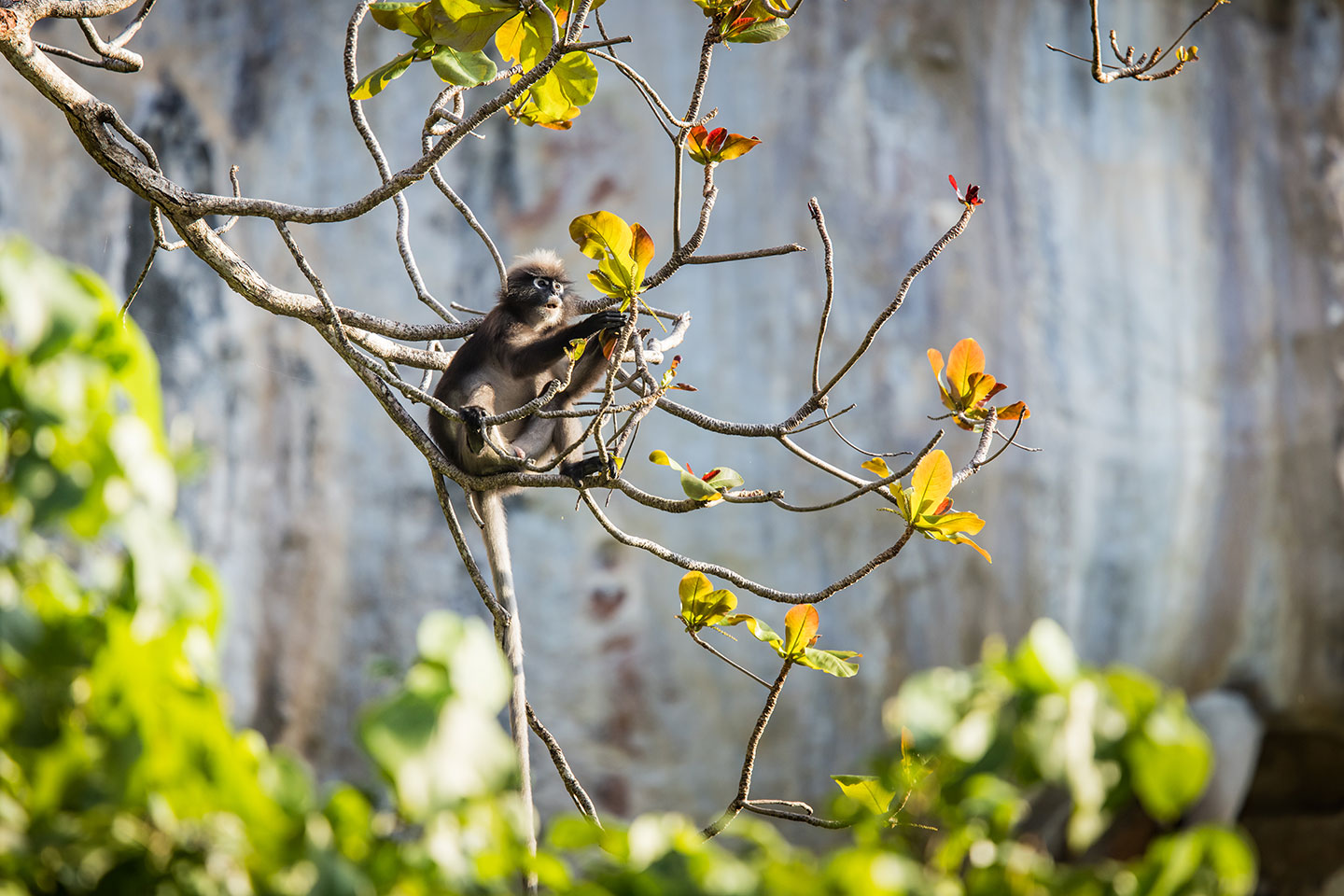 Railay Dusky langur monkey in tree