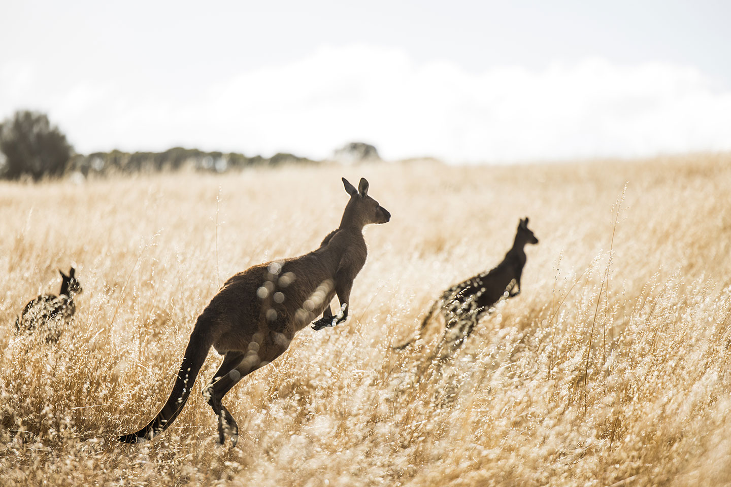 Kangaroos hopping at Stokes Bay, Kangaroo Island