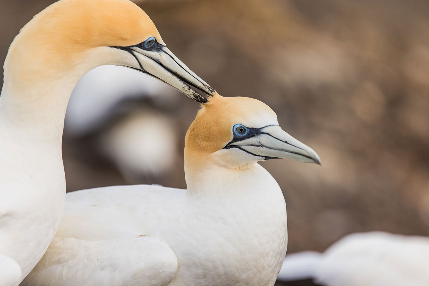 Muriwai, New Zealand Close-up of two gannets at the gannet colony of Muriwai, New Zealand