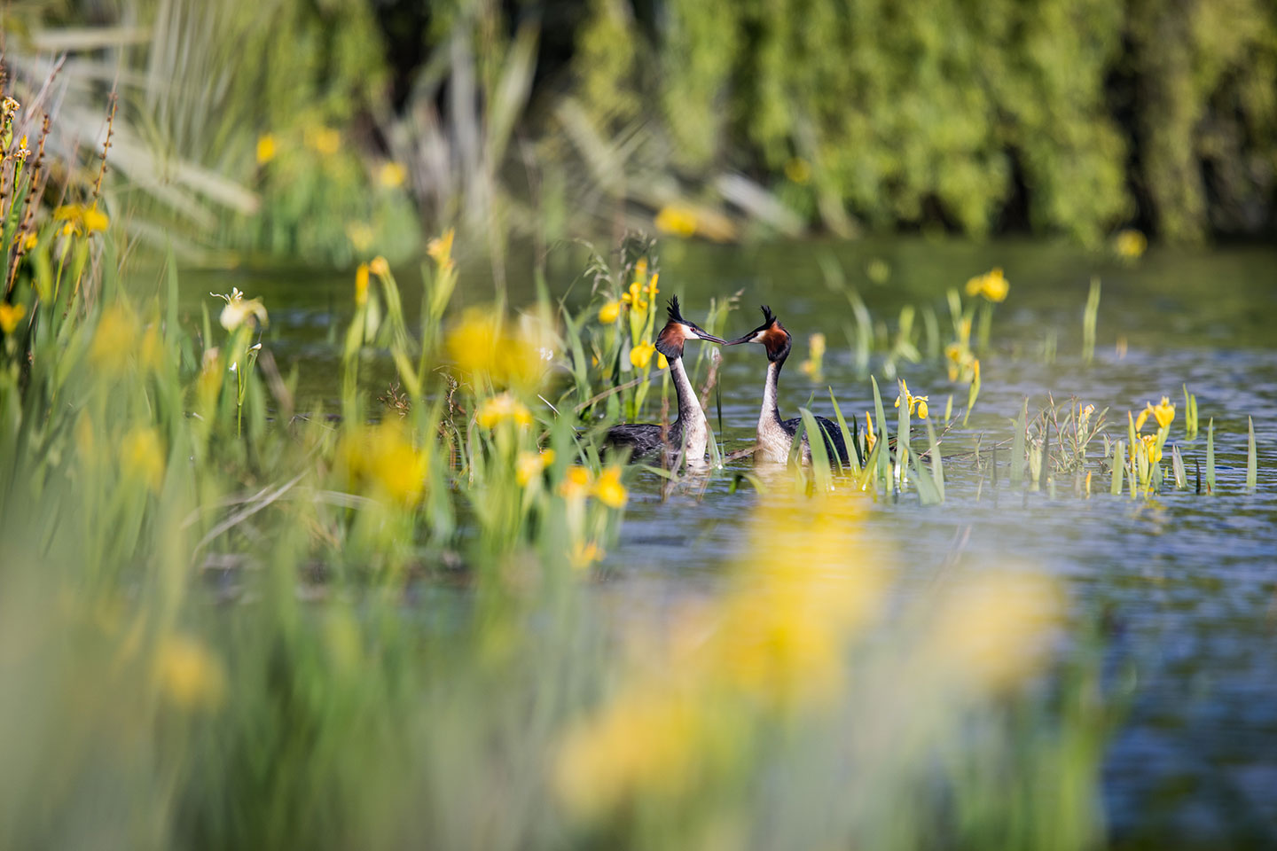 Wānaka Great crested grebes near Wānaka