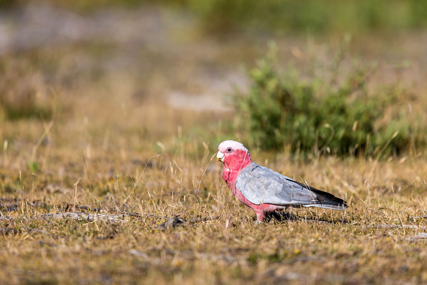 A pink galah in Wilsons Promontory National Park