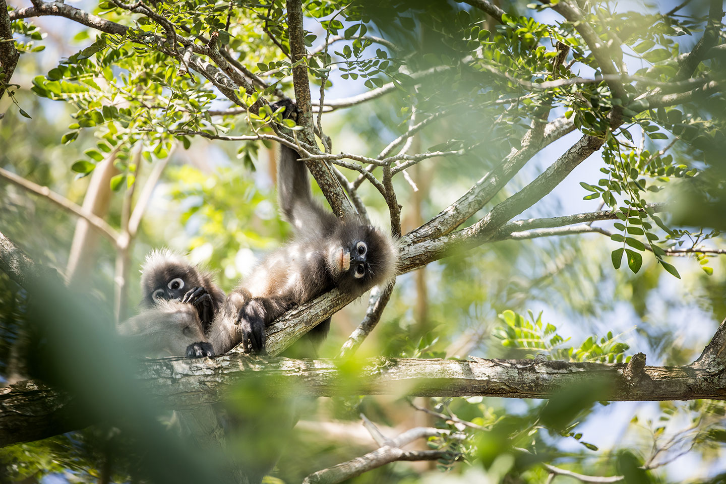 Railay Dusky langur family in the rainforest of Thailand