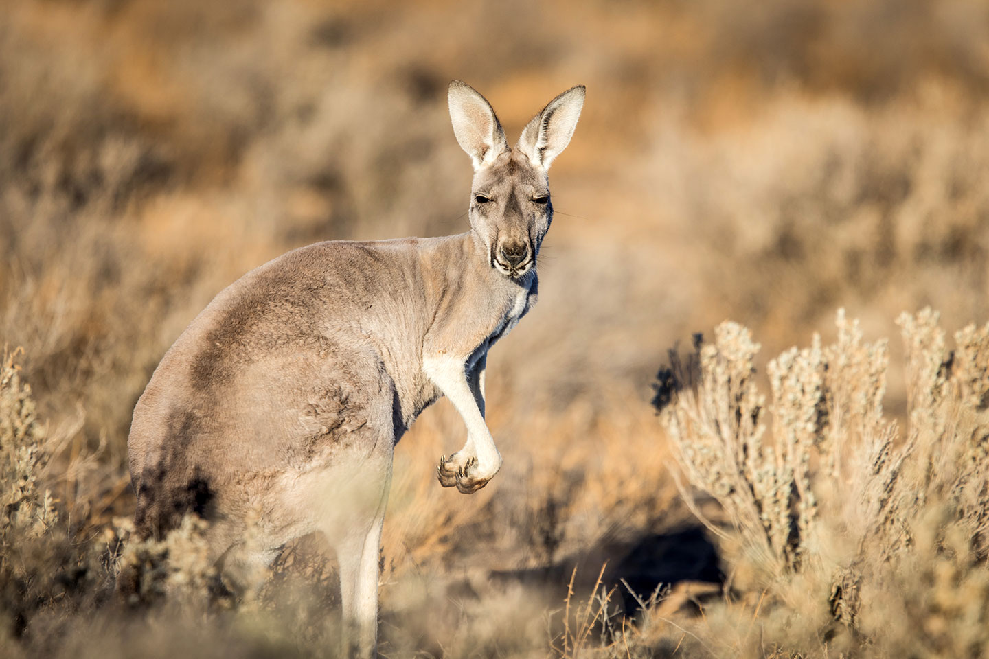 Grey kangaroo in Mungo National Park