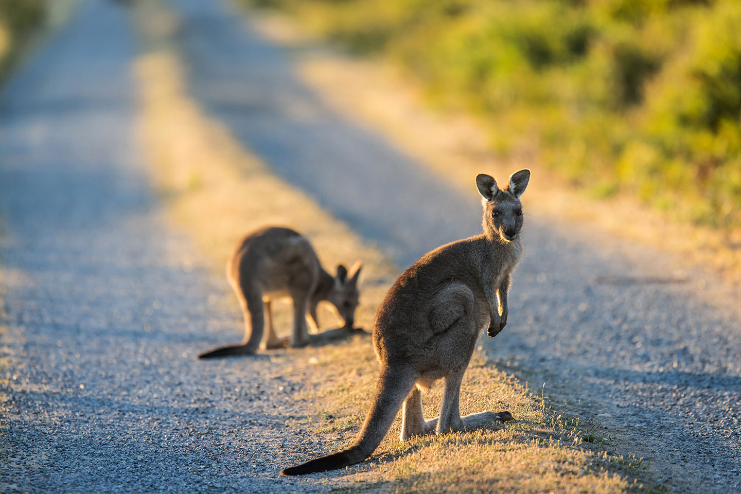 Kangaroos on the road in Australia