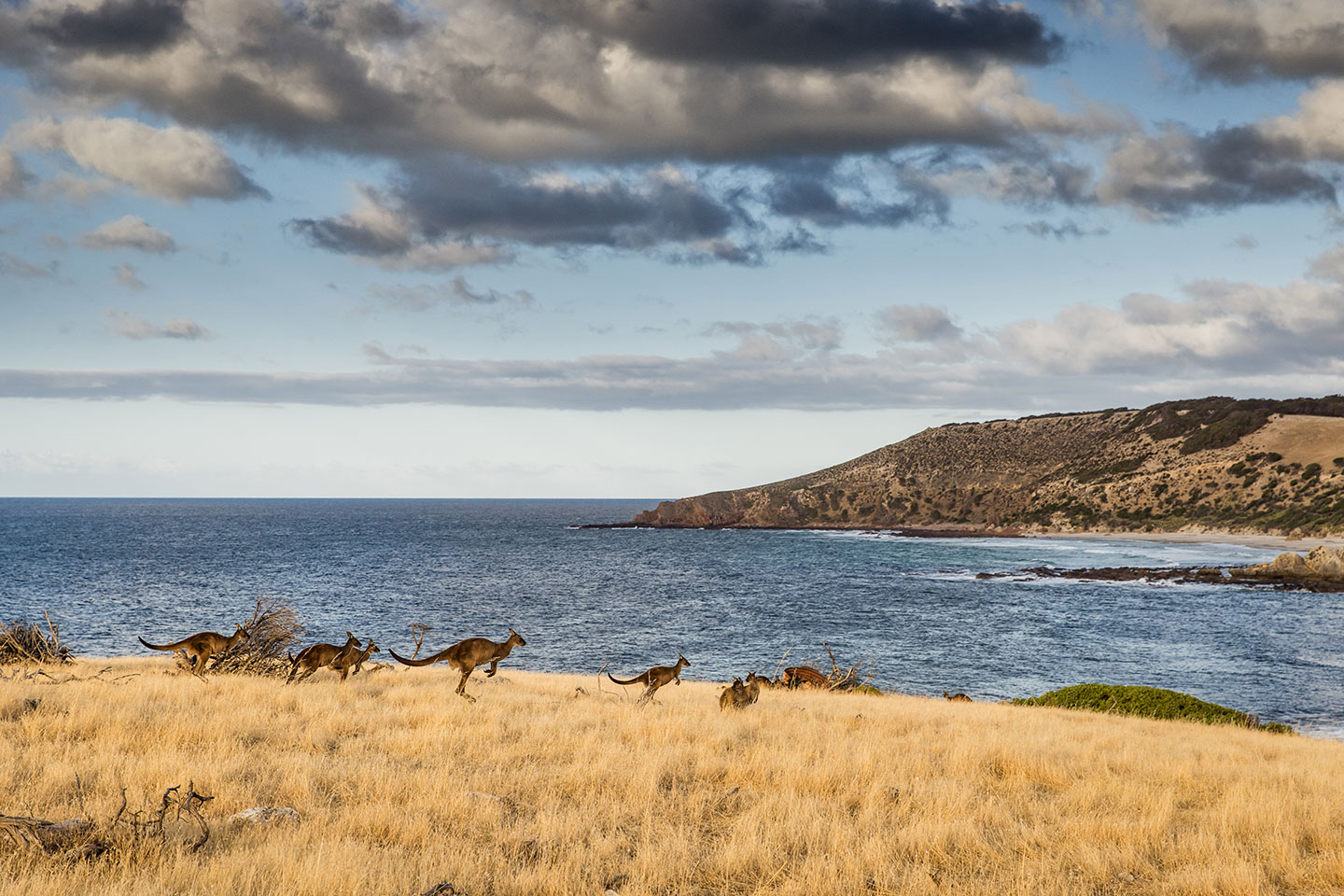 Kangaroos near the beach at Stokes Bay, Kangaroo Island