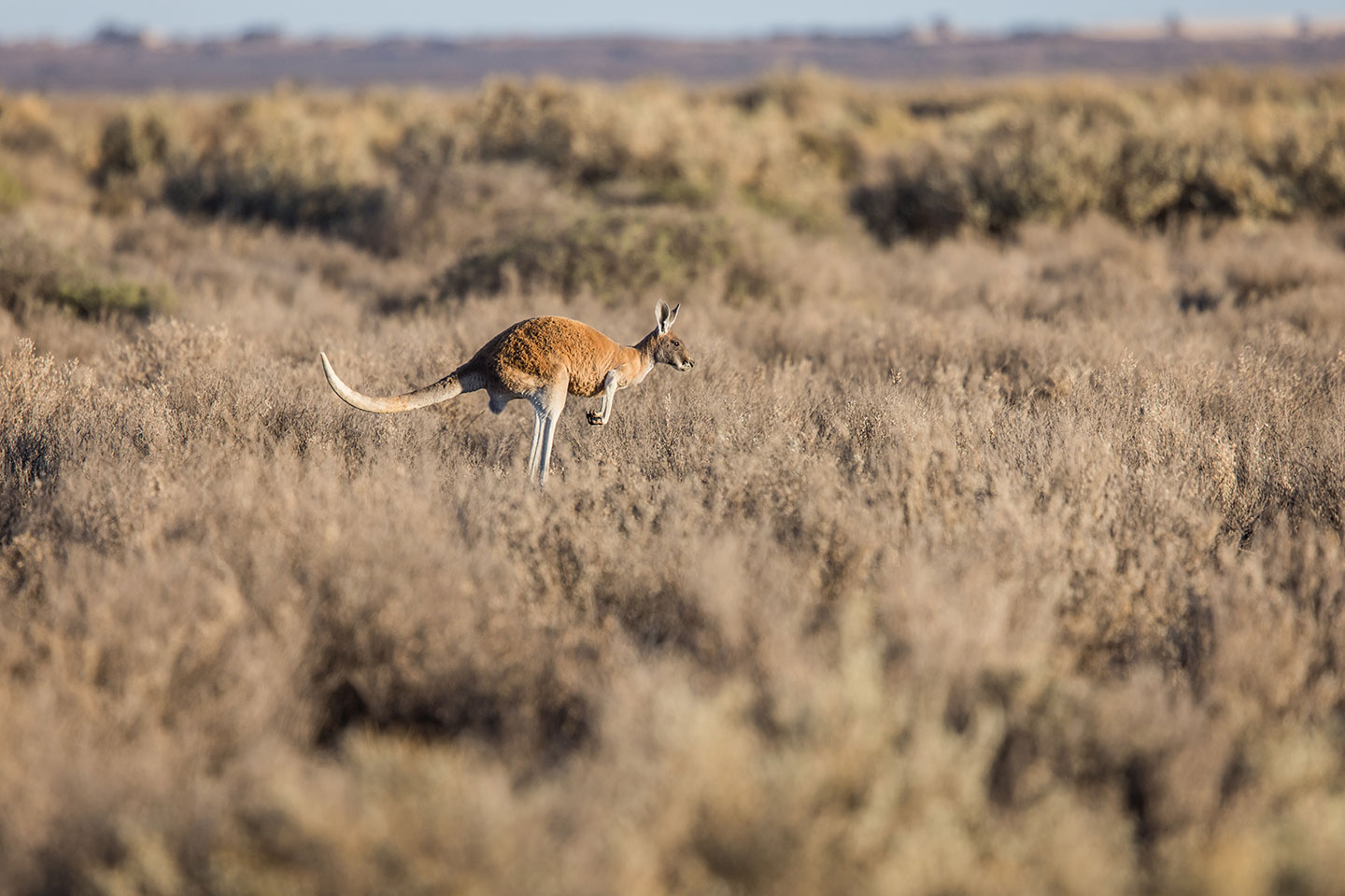 Red kangaroo hopping through the outback