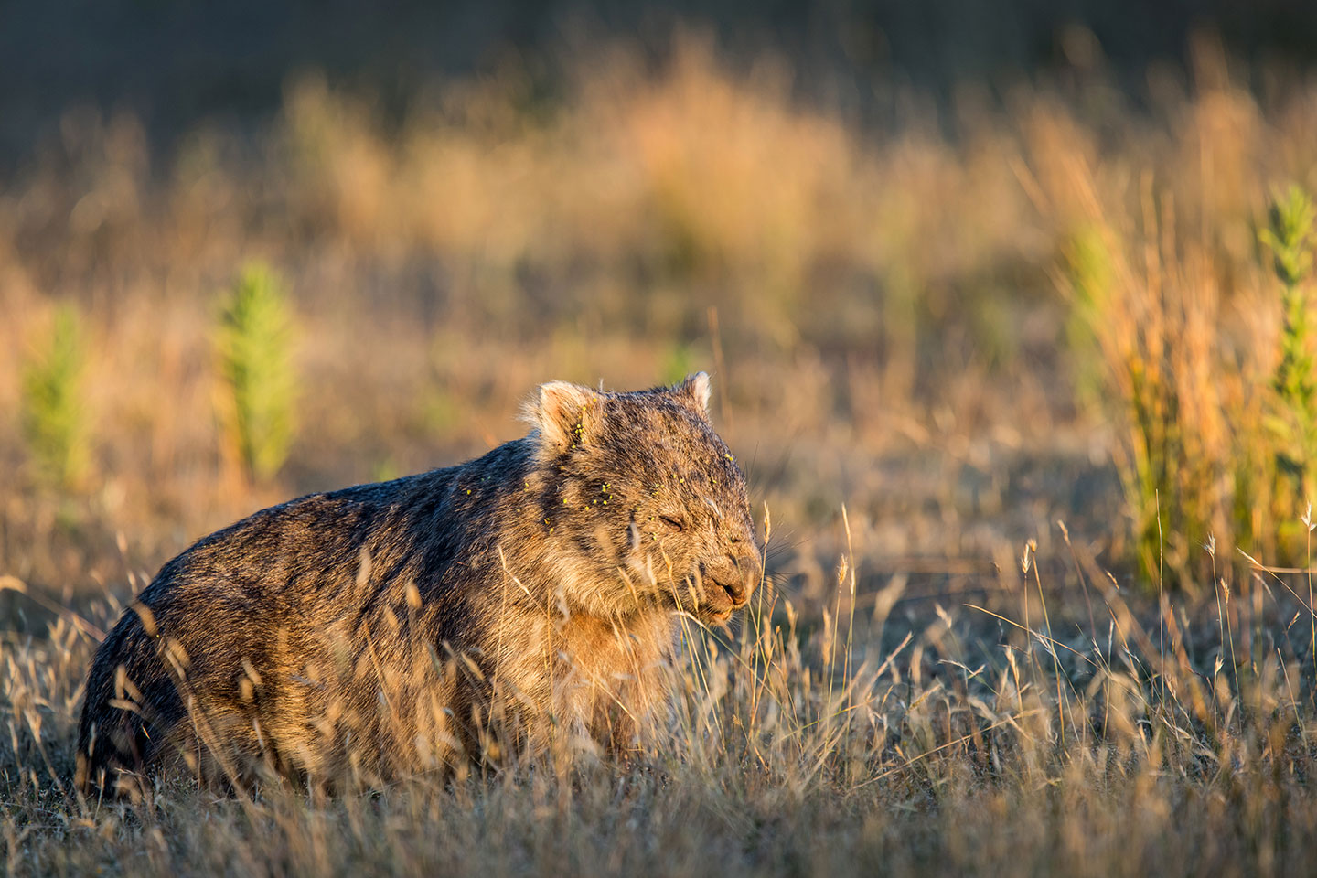 Bare-nosed wombat in Wilsons Promontory National Park