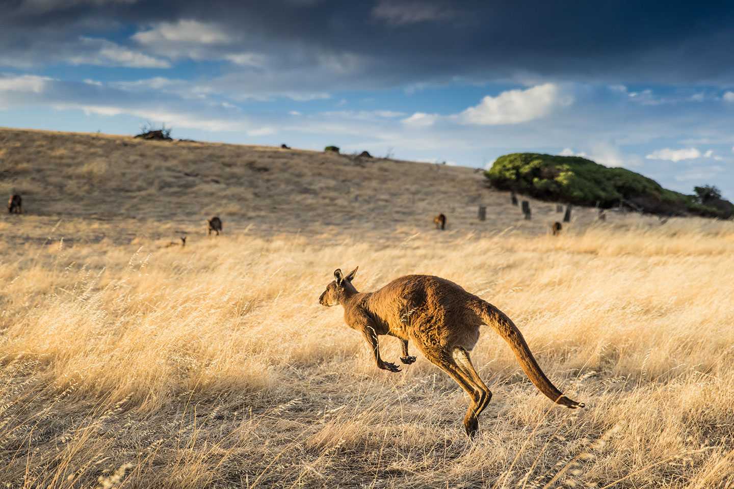 Kangaroo hopping through high grass at Stokes Bay, South Australia