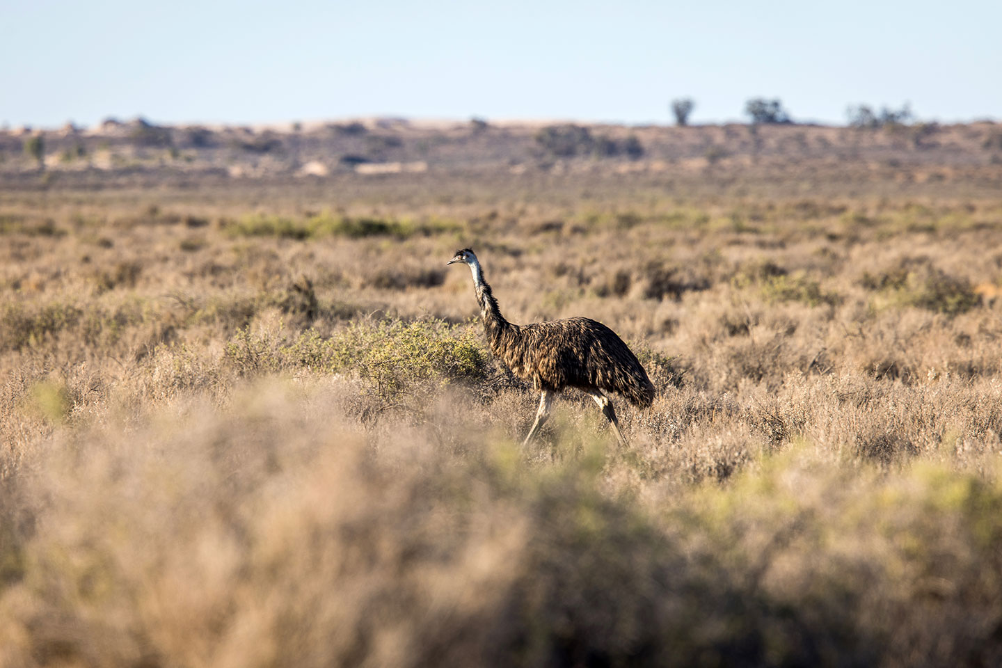 Wild emu walking through the outback in Australia