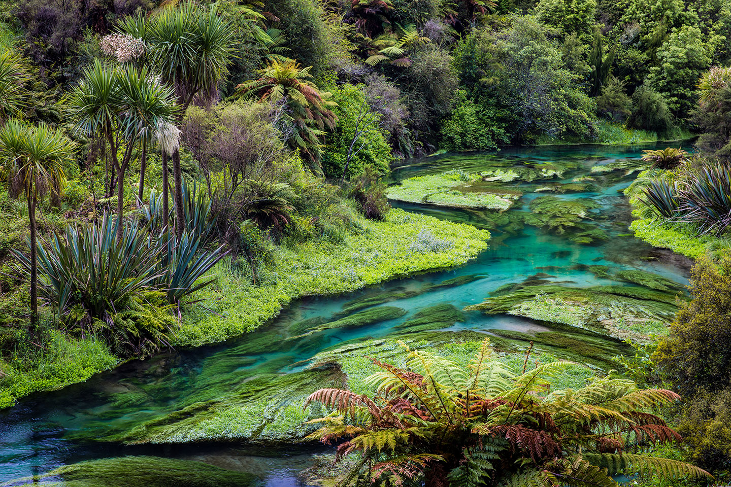 Te Waihou Emerald green river of Te Waihou springs