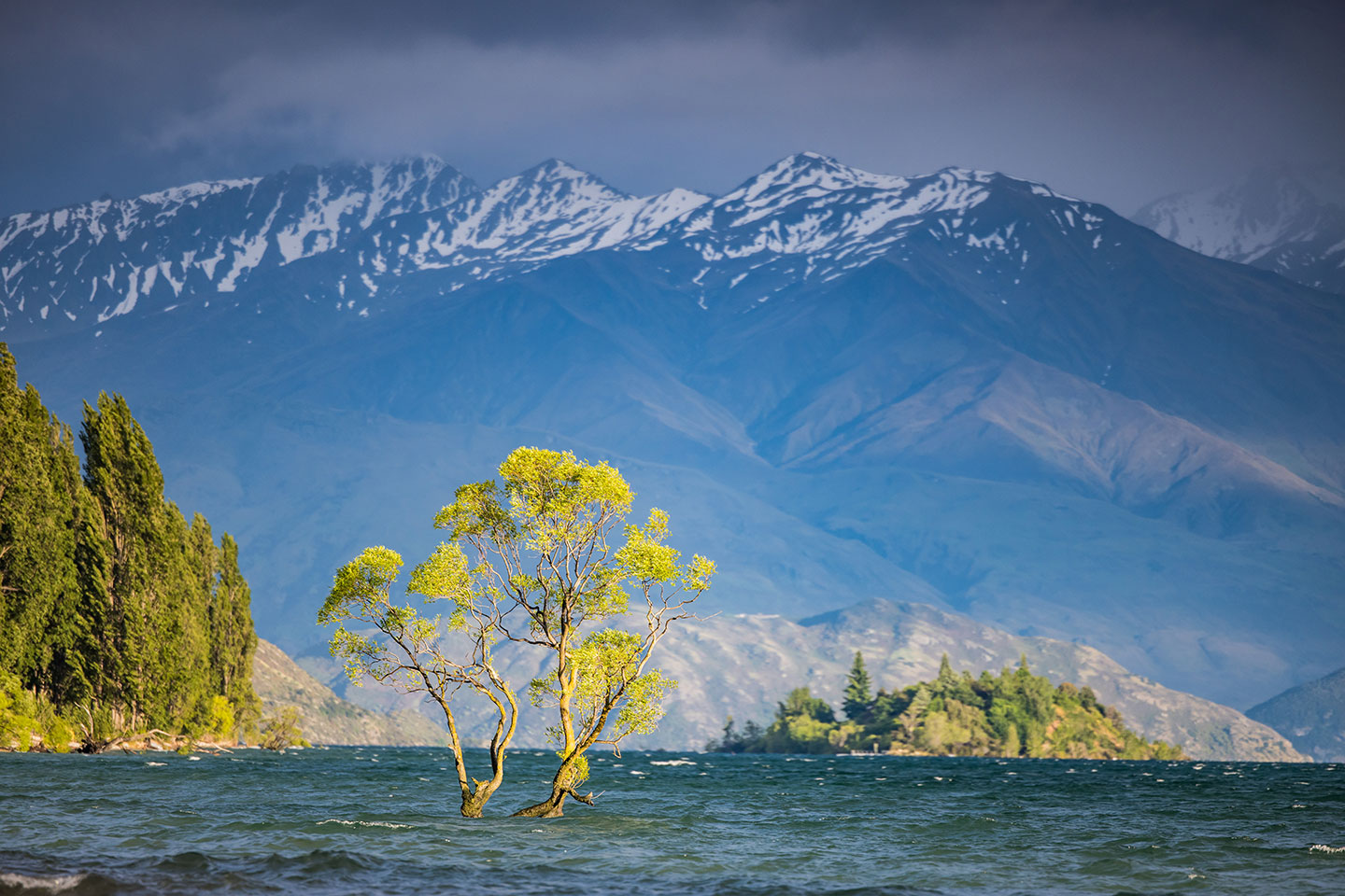 Wānaka Lake Wānaka tree at sunrise