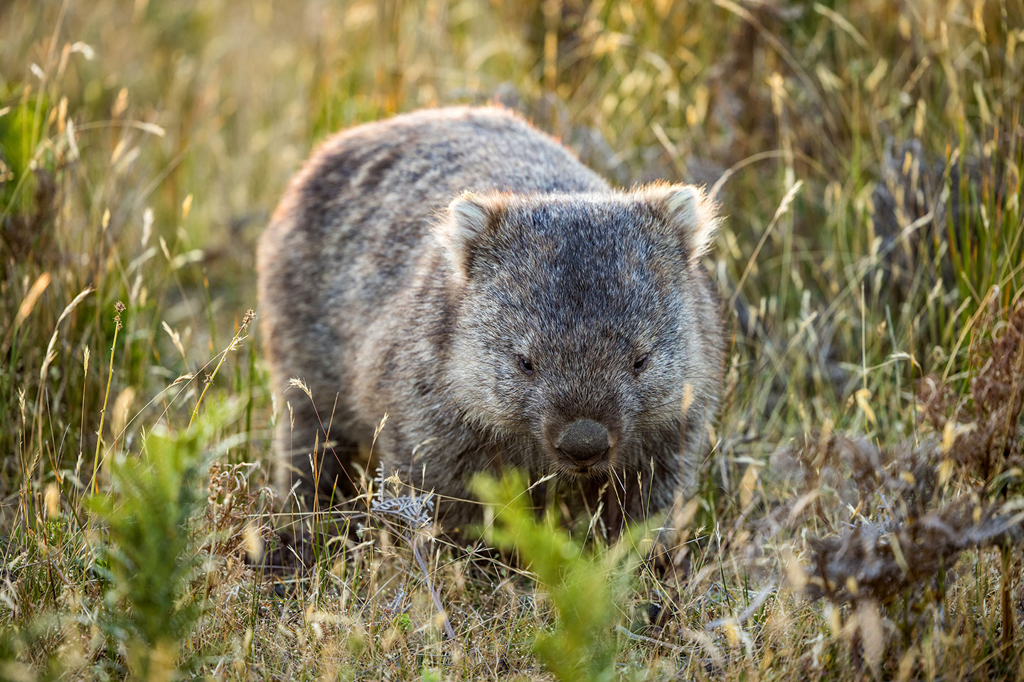 A bare-nosed wombat grazing in Wilsons Promontory National Park