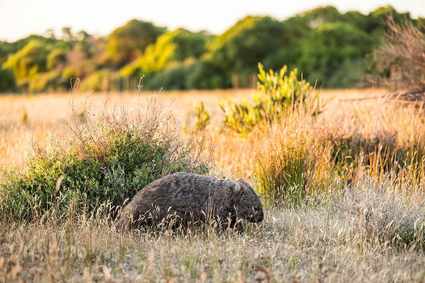 A bare-nosed wombat at sunset in Wilsons Promontory National Park