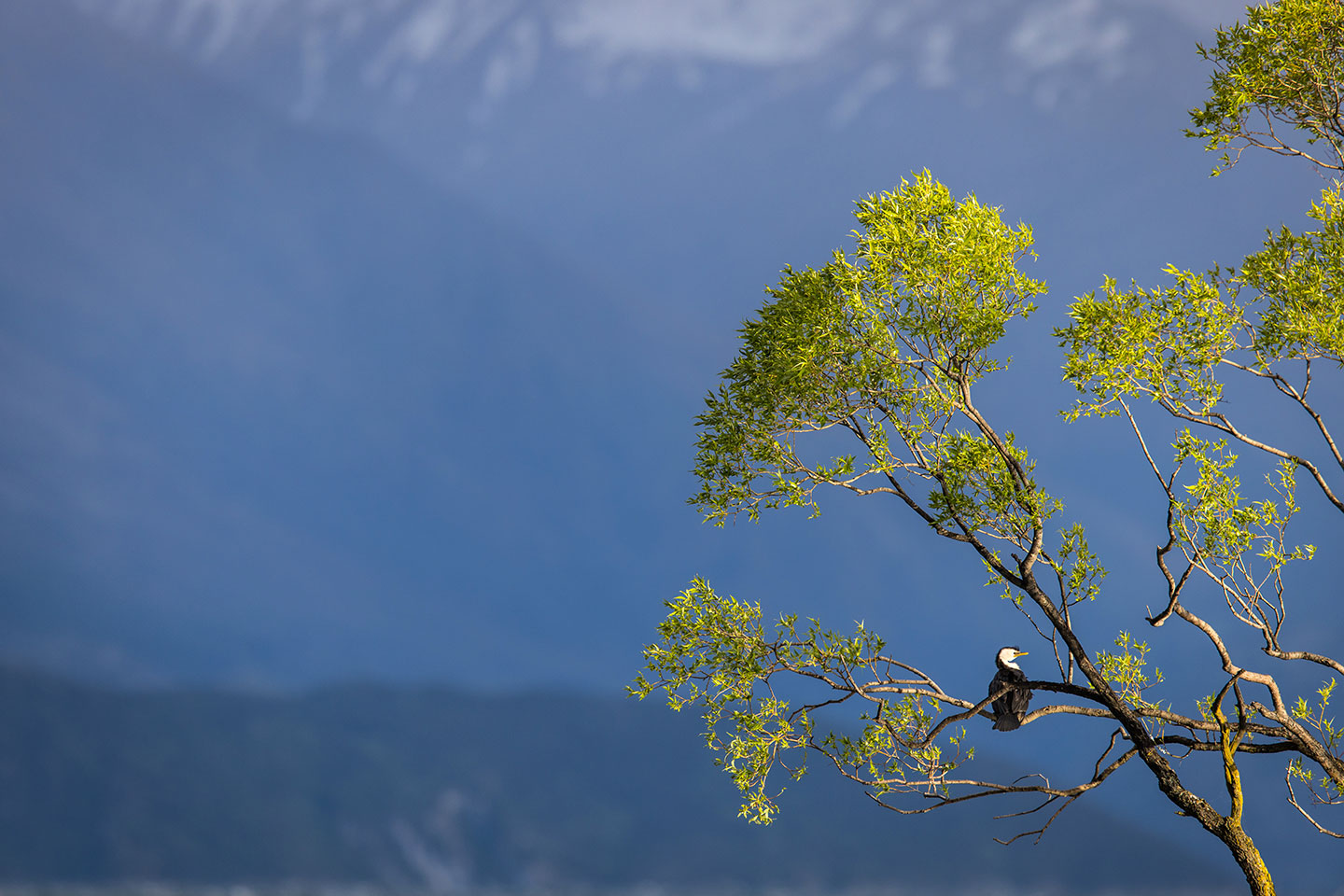 Wānaka Bird sitting in the tree of lake Wānaka