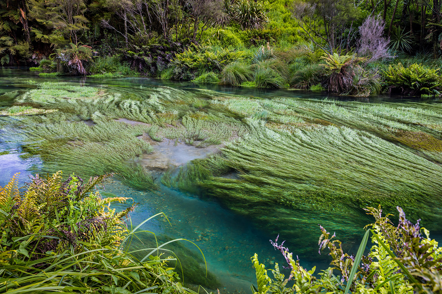 Te Waihou Clear emerald river at the Te Waihou springs