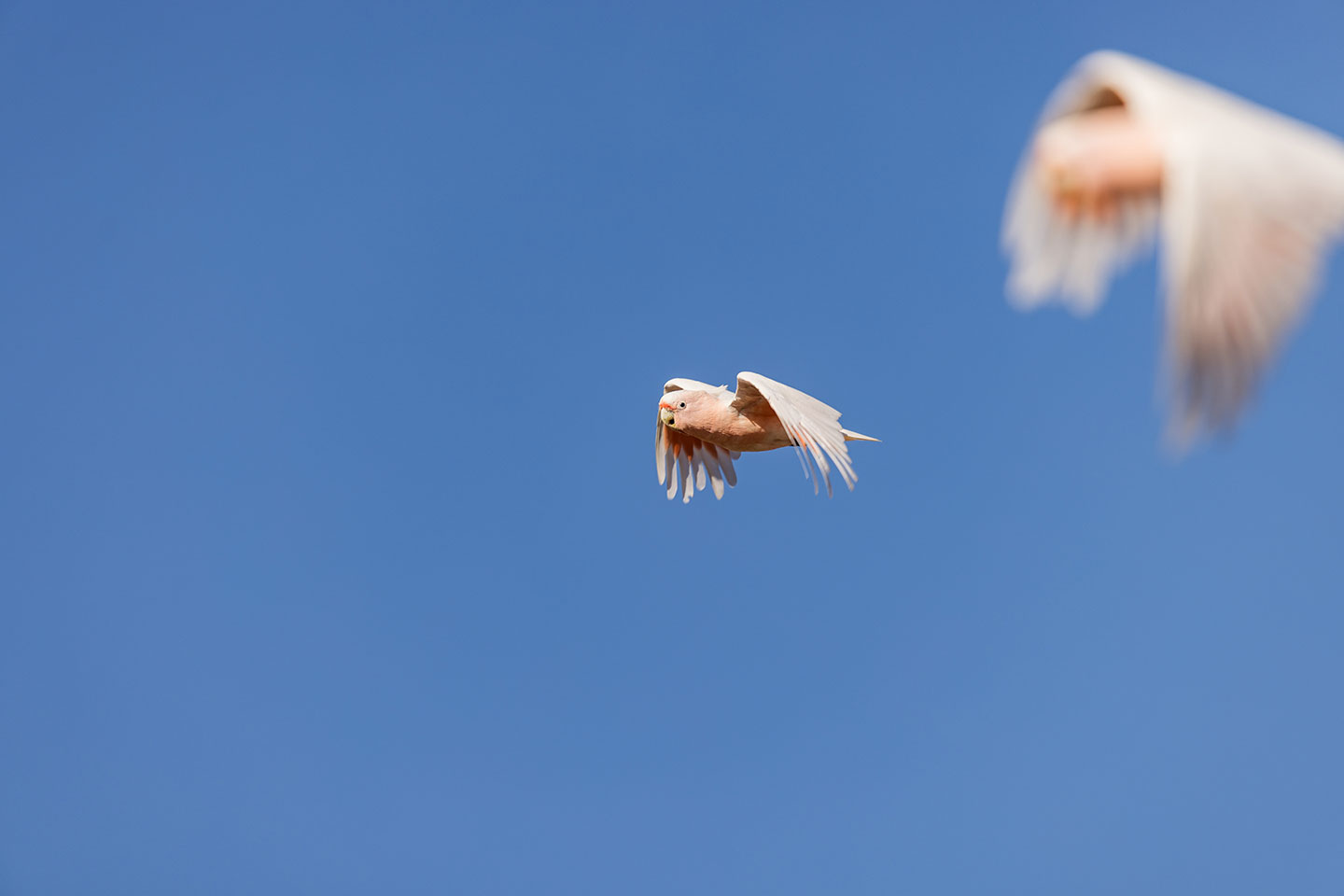Pink cockatoos flying in the outback of Australia