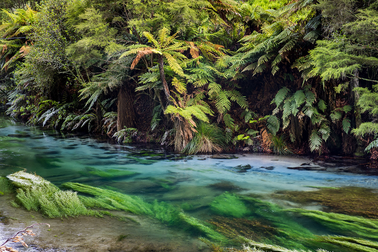 Te Waihou Lush fern forest along the banks of the Te Waihou springs