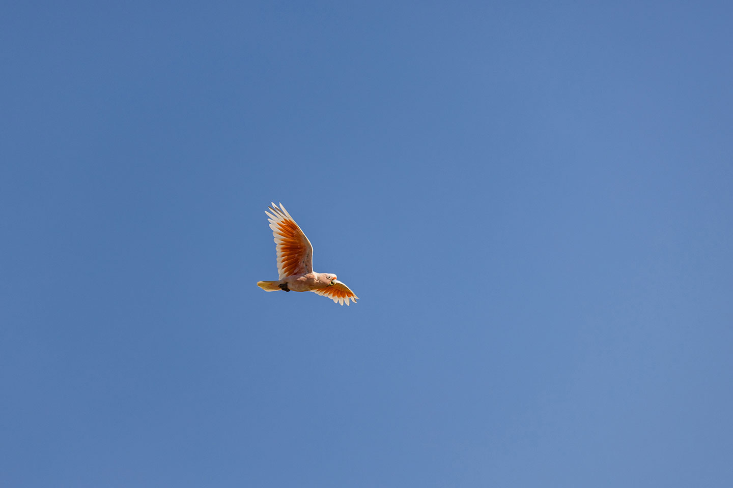 Pink cockatoo in flight, Australia