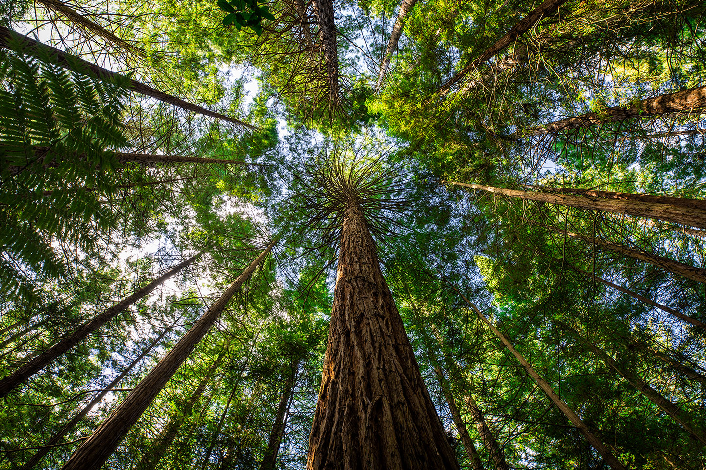 Whakarewarewa forest Whakarewarewa red forest trees near Rotorua