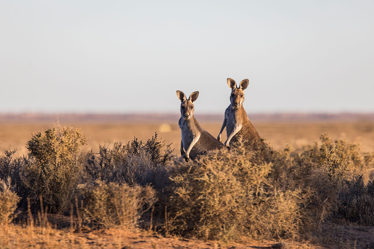Two grey kangaroos in the Australian outback