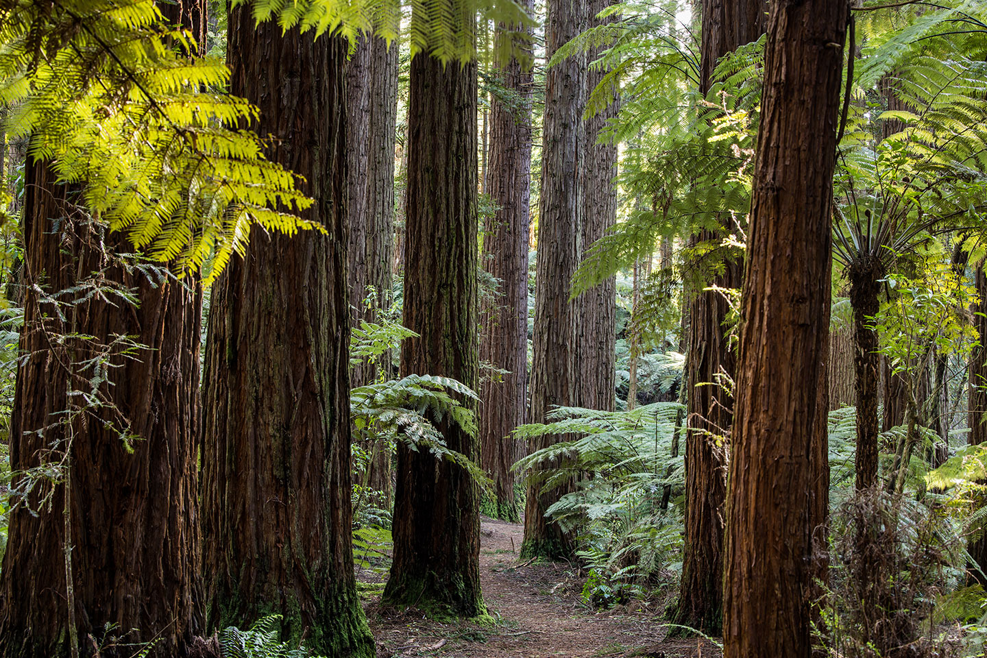 Whakarewarewa forest Giant redwood trees at the Whakarewarewa forest