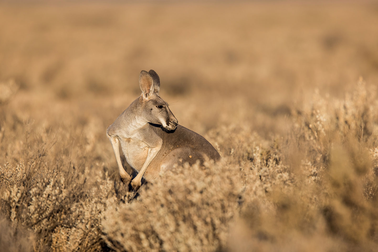 Grey kangaroo in the outback of Australia