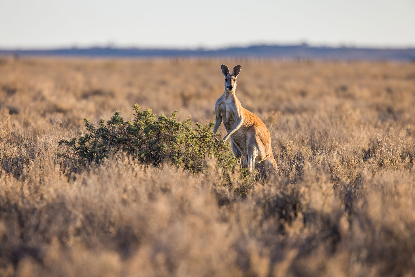 Giant red kangaroo in the Australian outback