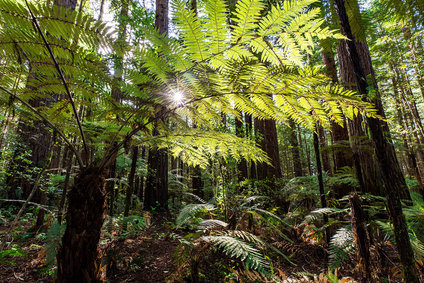 Whakarewarewa forest Giant fern and redwood trees in the Whakarewarewa forest near Rotorua, New Zealand