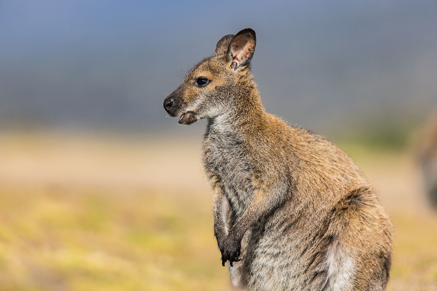 Narawntapu National Park, Tasmania Wallaby in Narawntapu National Park, Tasmania
