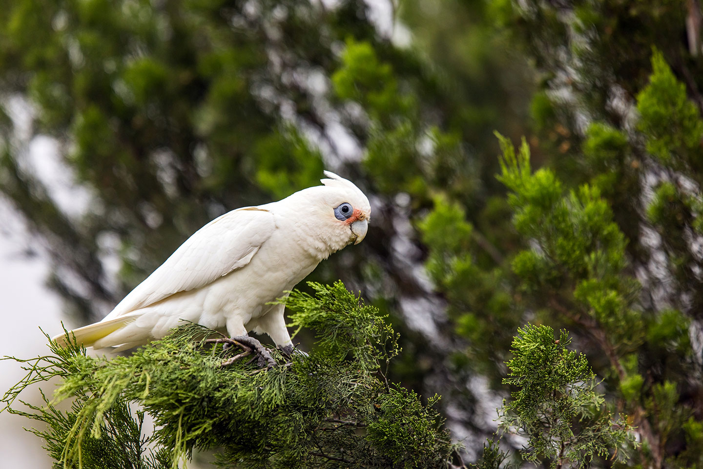 White corella on Kangaroo Island