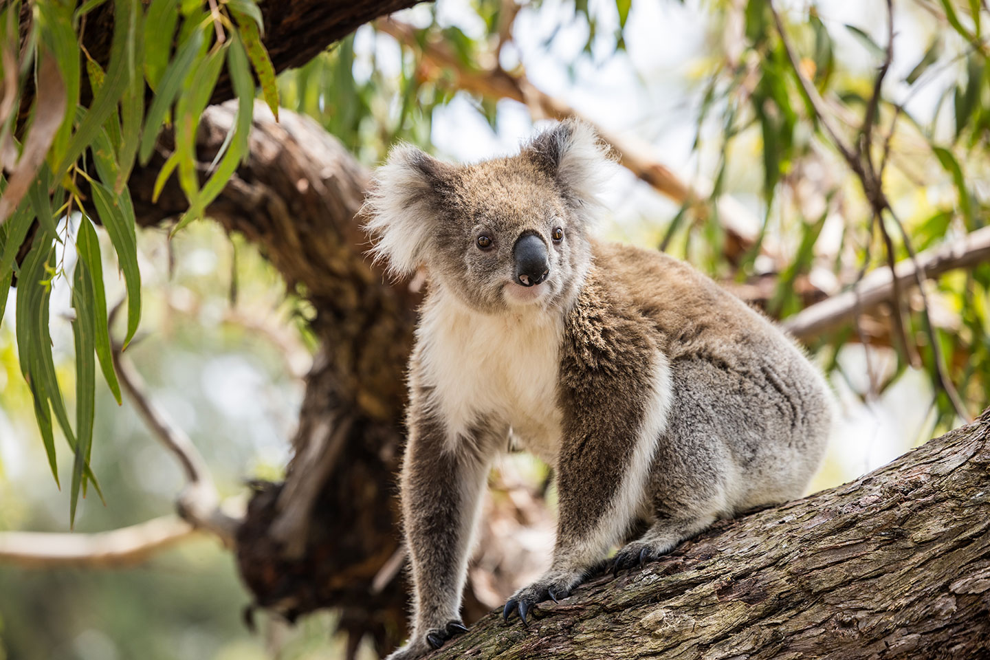 Koala up close on Raymond Island, Victoria