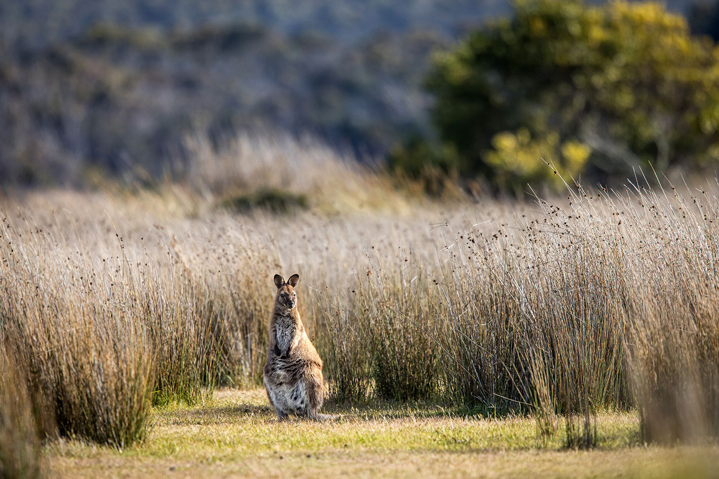 Narawntapu National Park, Tasmania Wallaby in high grass at Narawntapu National Park, Tasmania