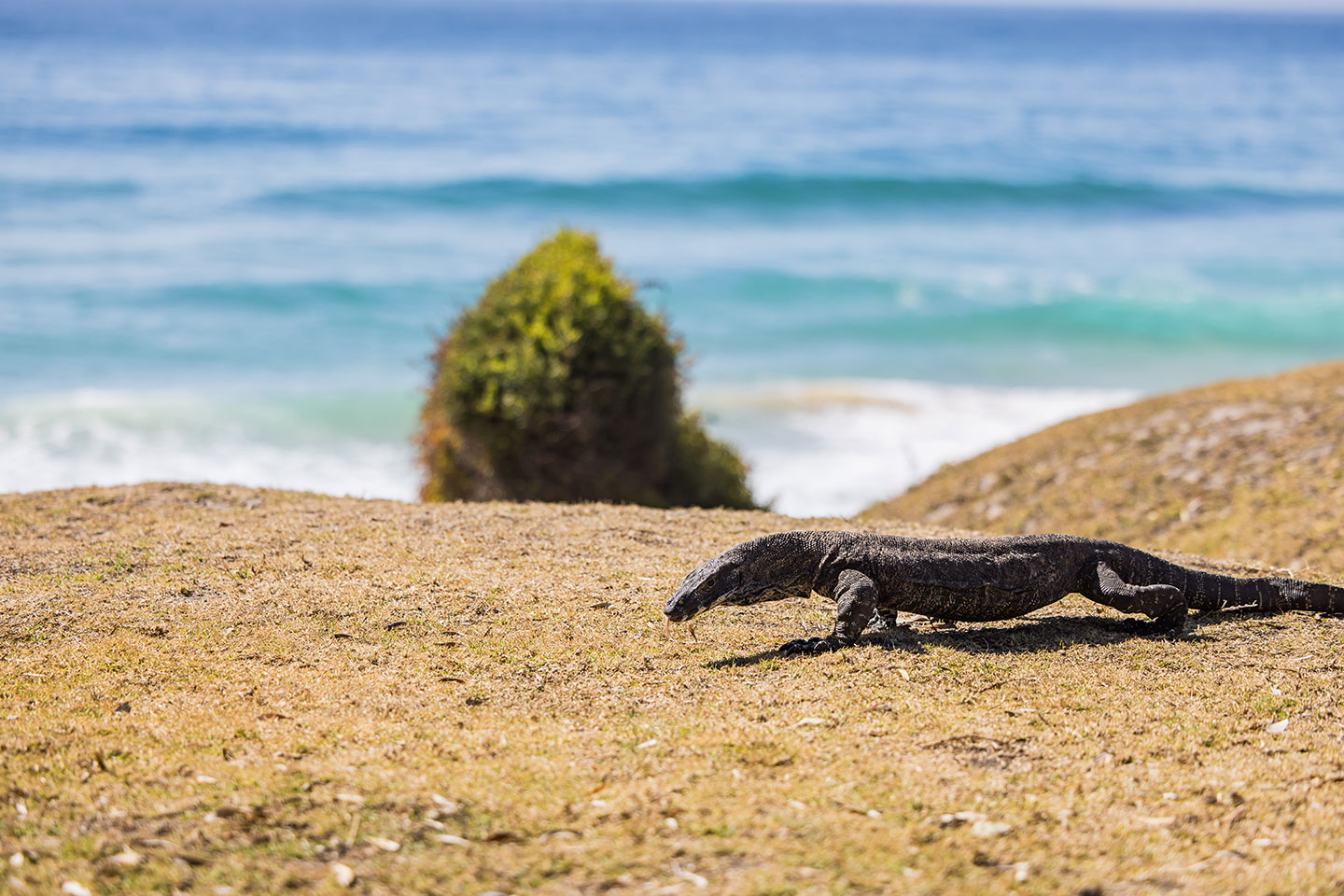 Goanna near the beach at Murramarang National Park