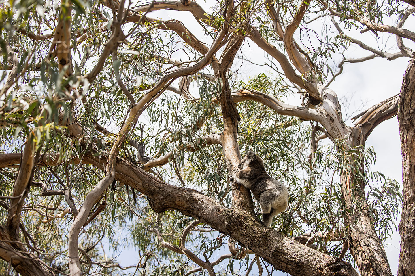 Koala climbing in an eucalyptus tree on Raymond Island