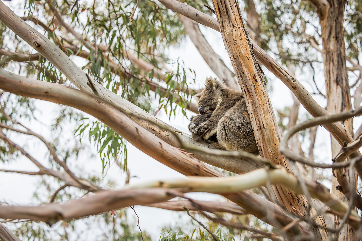 Mother koala with baby high up in an eucalyptus tree on Kangaroo Island